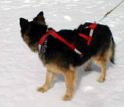 Dog Harness