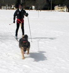 Complete Skijoring Set