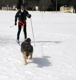 Complete Skijoring Set